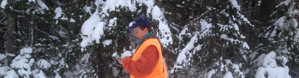 patty checking email with dogs on walk