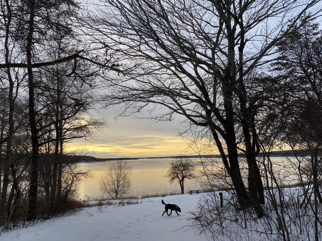 black dog on Lamoine Beach